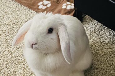 Why does this floof have the need to jump on my head in the middle of the night as I sleep?