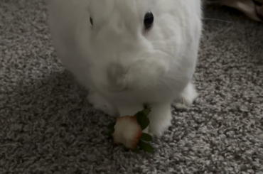 Bunby breakfast ritual