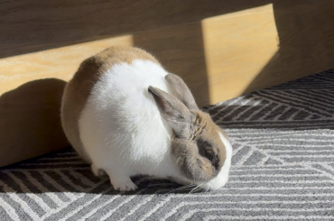 He found the perfect spot to sun