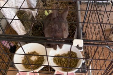 Pippin owns the bowl!