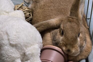 Ginger has all the space in the world to rest...