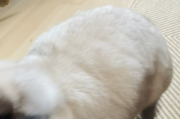 “Look at me, I aM A hUmAaAn”