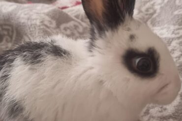 Please help me with my bunny's breed. I don't know how old it is but probably it's three months old.