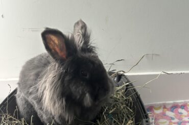 Repurposing carrier as litter box