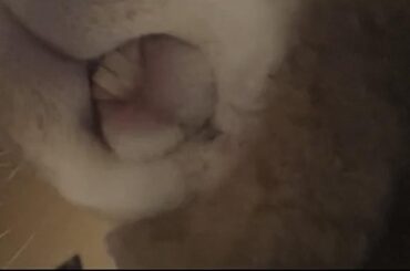 My bunny looks like he comes from Whoville