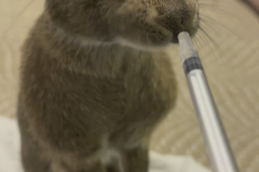 Miss Winkler had a mild episode of stasis lastnight! But we are on the mend and feeling so much better. Here’s Peri taking her meds like a champ!!!!