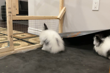 My bunnies with two different personalities 🤣