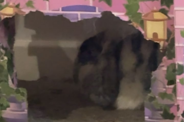 Sound on for bunny snores 🔊