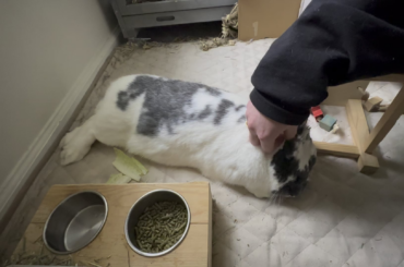 I thought Carl was sick, but turns out he was just super relaxed from having his hair pulled