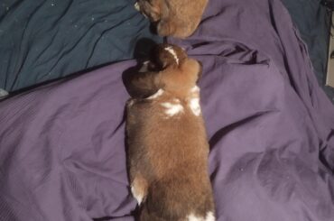 Did not have any ducks to get in a row... Had to use bunbuns instead