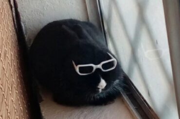 He’s writing his PhD thesis on the hay-to-treat ratio.