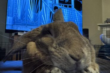 The look of a happy bun that just obliterated mom’s LEATHER boots