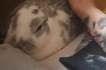 Bun Bun weird soft Safana Bun (I'd give my life for her)