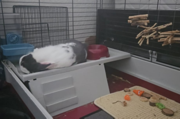 Became a BunDad last year October. I named him Ori.