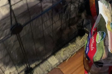 Introductions, day 4 progress