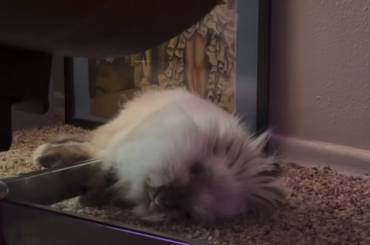 What’s he dreamin’ bout?