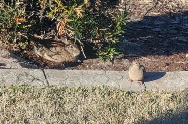 Sun Buds, trying to get warm!