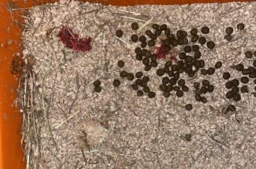 Blood in litter, but bunny acts completely normal. Should we worry?