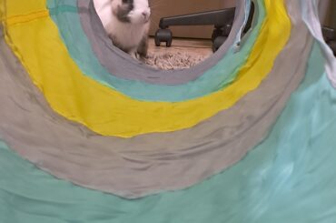 I just wanted to take a cute picture of her while she was going through the tunnel😦