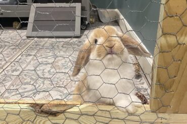 Update on sisters neglected bunny