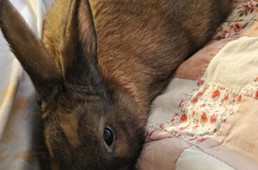 New Rabbit owner, can't tell if he's relaxed or terrified