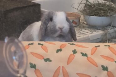 Lola trying to use mind control to convince me that I haven't already fed her dinner