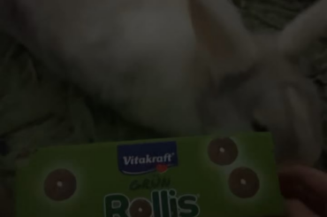 do your buns also have stuff they go CRAZY for?