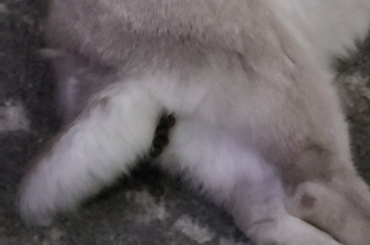 24/7 jellybean dispenser