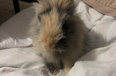 Bunny overtaking bean bag