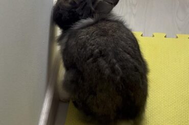 The boi is a mystery to me