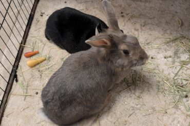 My girl has cancer. And questions on rebonding