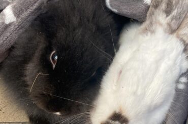 bonded neutered bunnies fighting?