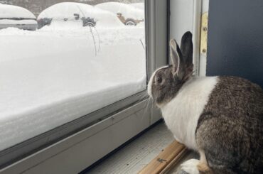Parker is glad he’s an indoor bunny these days. Rescued several months ago when he was found outside my work.