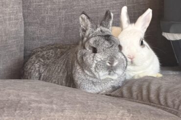 Bugs & Naga 🐰🐰