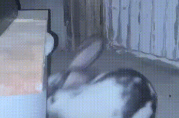 My boss is being really demanding today. He keeps insisting that we pivot our entire strategy to focus more on carrots 🥕💻