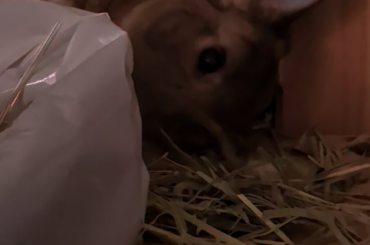 Day 2 of treatment for Eculniculli