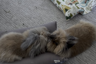 Sunday kisses and cuddles