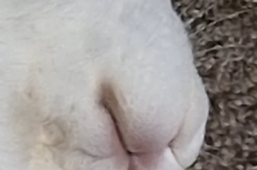 Dreamy twitchy nose 🐇