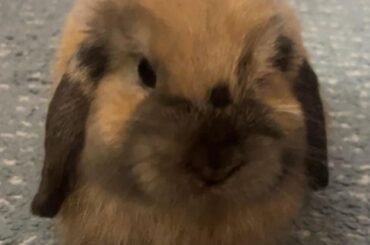 Bunny changing color?