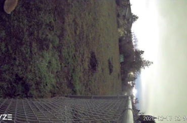 Domestic or leucistic cottontail?