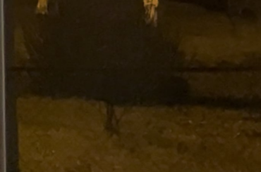 Wild Bunny’s Are Playing Outside This Morning