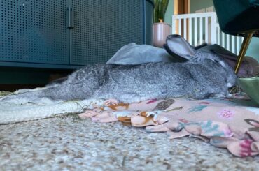 Advice needed- bunny not walking, bladder issues