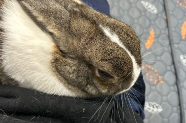 How to make him comfortable?