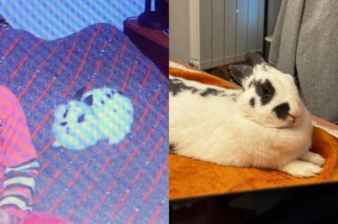 I had a bunny when i was 4-5