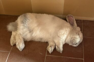 Confinement after spay surgery