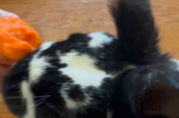 “Give me my carrot😤”