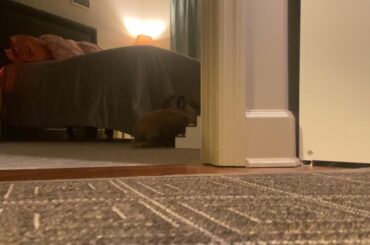 He will listen to me sometimes! (when treats are involved)