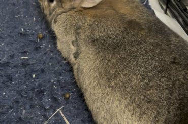 Urgent, bunny breathing strange