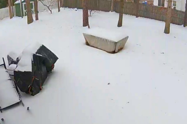 Backyard Visitor Turned to be Rabbit / Squirrel Meeting