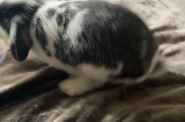 The age of bunstruction. They are learning how to use tools!